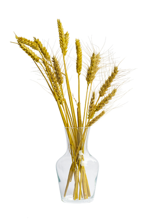 Bunch of dry golden rye and wheat ears in a glass jug, isolated, on white backgroundの写真素材