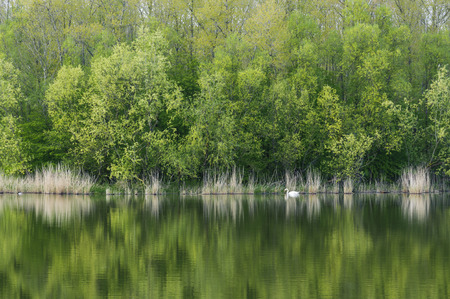 Tranquil lake in spring with reflection of the green trees and grass and a lonely swam.の写真素材
