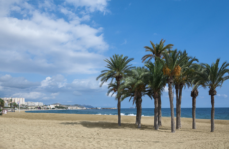 Group of coconut palms on a sandy beach of spanish coastline.の写真素材