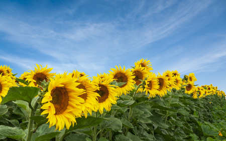 Field of sunflowers against of clear bright blue sky; with copy space.の写真素材