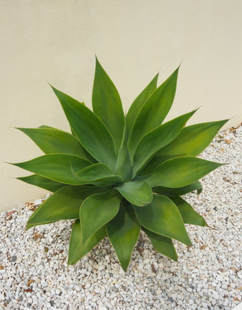 Top view of an agave succulent plant on gravel stones and beside a yellow wall.の写真素材
