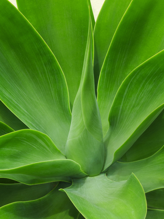 Closeup of agave plant, side viewの写真素材