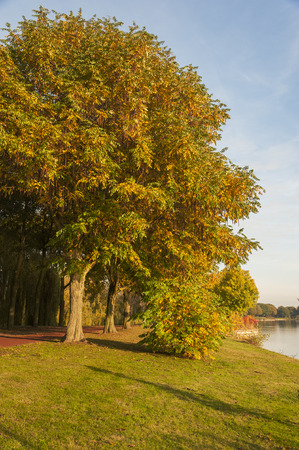 Colorful autumn trees and a footpath near a lake in a park on a bright sunny dayの写真素材