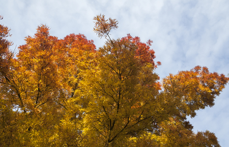 Tree brunches with colorful red, yellow and orange leaves in autumn on sky background. Can be used as autumn nature background, with copy space above.の写真素材