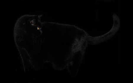 Black cat watching behind it, on black background. Only one eye is visible.の写真素材