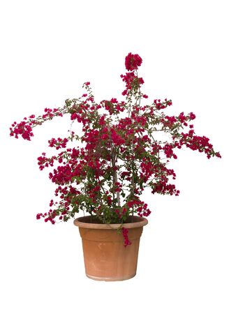 Bougainvillea plant in brown pot isolated, on white backgroundの写真素材