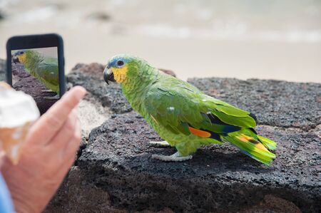 Tropical bird parrot standing on a wall surrounding a sandy beach, posing for a photo. Hand of a man holding a mobile phone, making a close up photo of the parrot.の写真素材