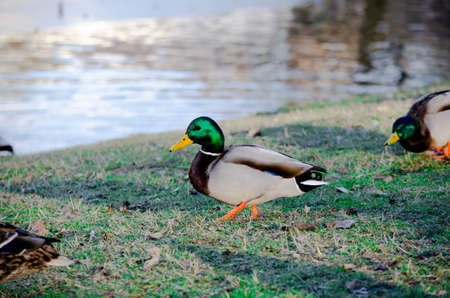 The Mallard - Wild Duck - drake on the grassの写真素材