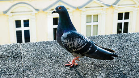 Pigeon eat food on the roof. Close up viewの写真素材