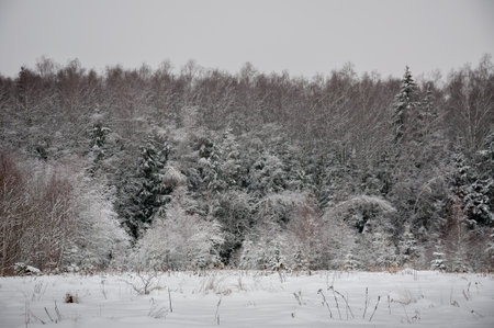 The edge of the winter forest. The trees - spruce and birch - covered with snow. Dead silence and frostの写真素材