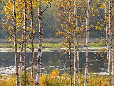 autumnの写真素材