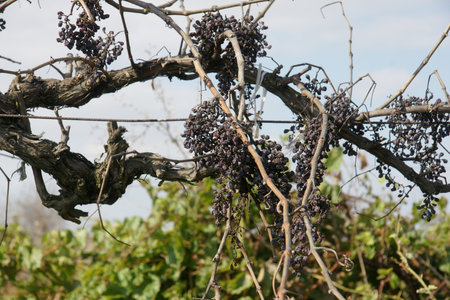 old vineyard