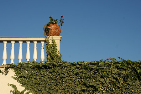 ivy on the wallの写真素材