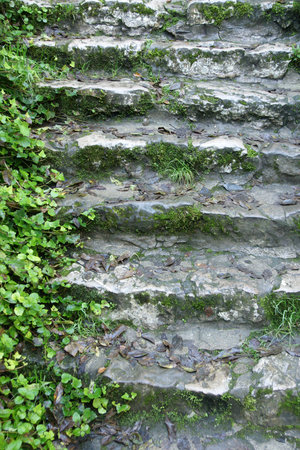 stairs and vine 