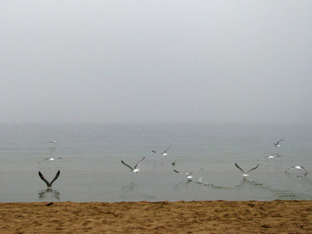 gullsの写真素材