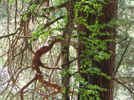 old wood - 3