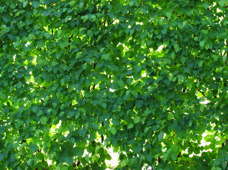 green wall - 3