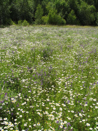 wildflowers - 3の写真素材