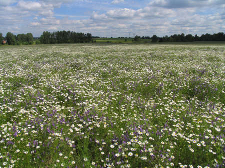 wildflowers - 4の写真素材