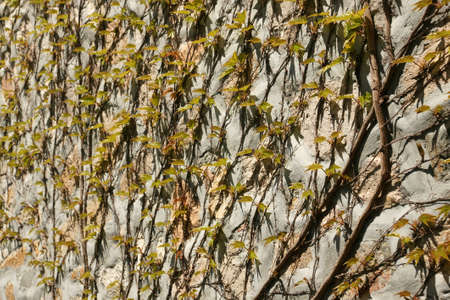 young foliage - 6の写真素材