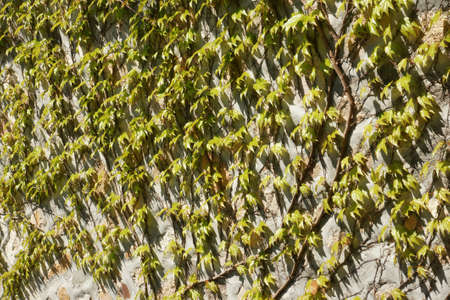 young foliage - 7の写真素材