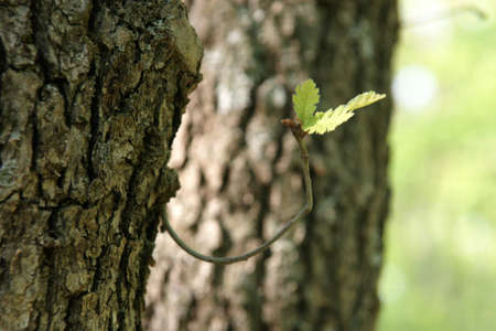 old oak - 1の写真素材