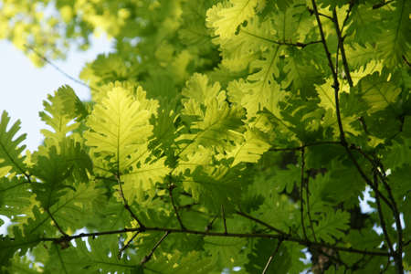 old oak - 3の写真素材