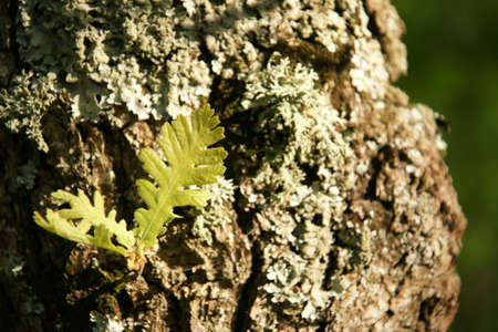 old oak 2の写真素材