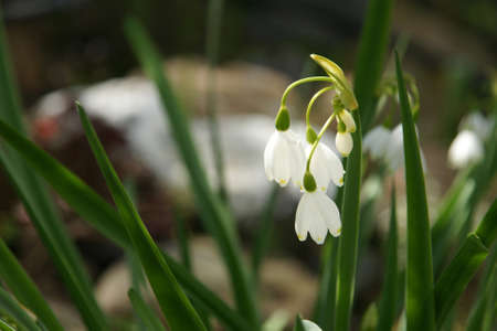 primroseの写真素材
