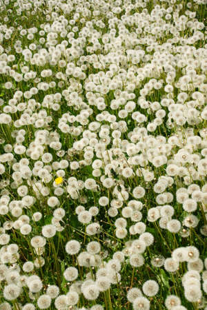 dandelions - 2の写真素材