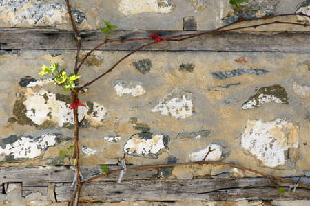 wall and vine の写真素材