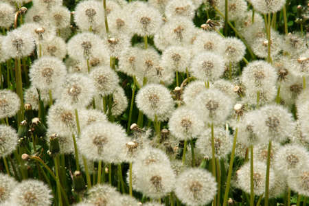 dandelions 8の写真素材