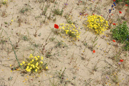 spring in the desert 2の写真素材