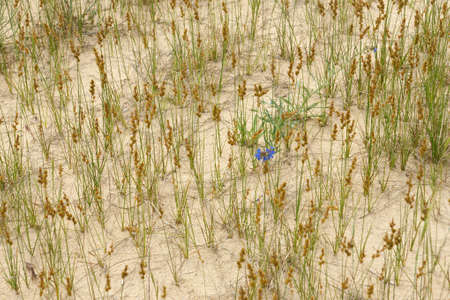 spring in the desert 0の写真素材