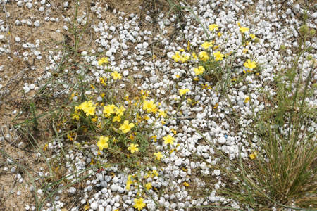spring in the desert 4の写真素材