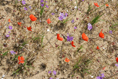 spring in the desert 5の写真素材