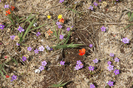 spring in the desert 6の写真素材