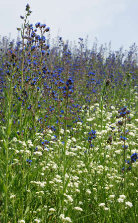 13 wildflowersの写真素材