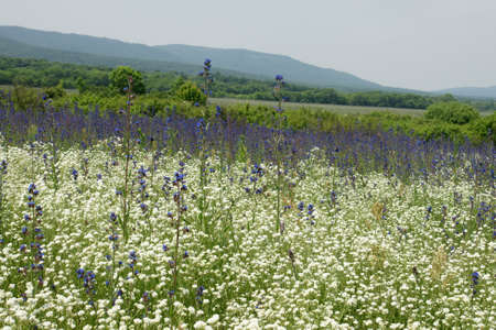 wildflowers 7の写真素材
