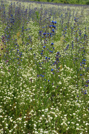 14 wildflowersの写真素材