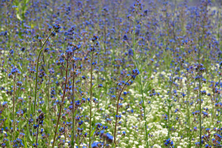 12 wildflowersの写真素材