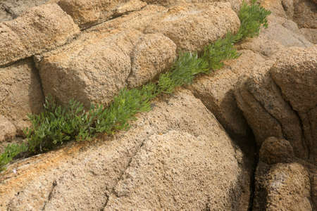 rocks and grass 1の写真素材