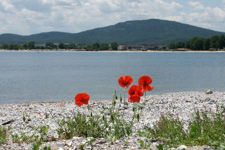 poppies on the beach 7の写真素材