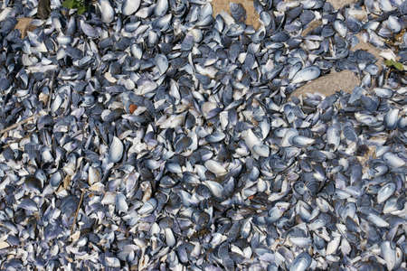 shellsの写真素材