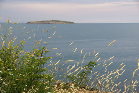 flowers and island 2の写真素材