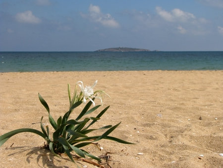 flower on the beach 3の写真素材