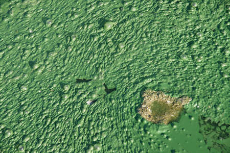 9 featherの写真素材