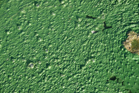 feather 8の写真素材