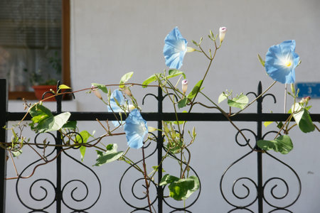 bindweedの写真素材