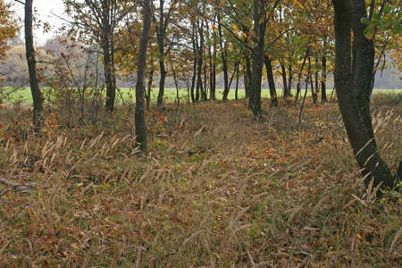 autumn forest 18の写真素材